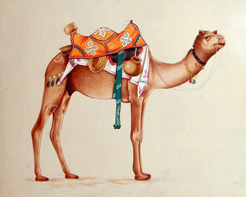 CAMEL PORTRAIT